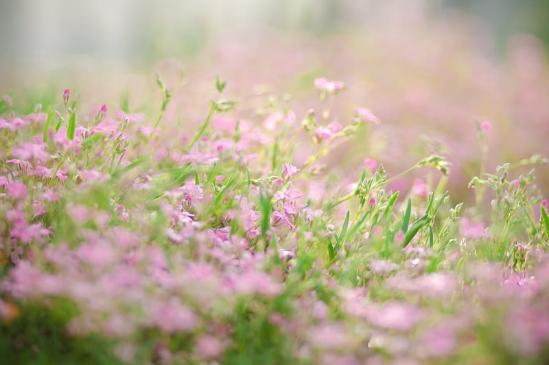 Herbaceous Borders