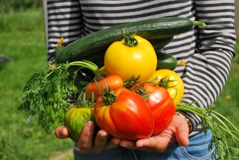 Vegetable Patch Designs