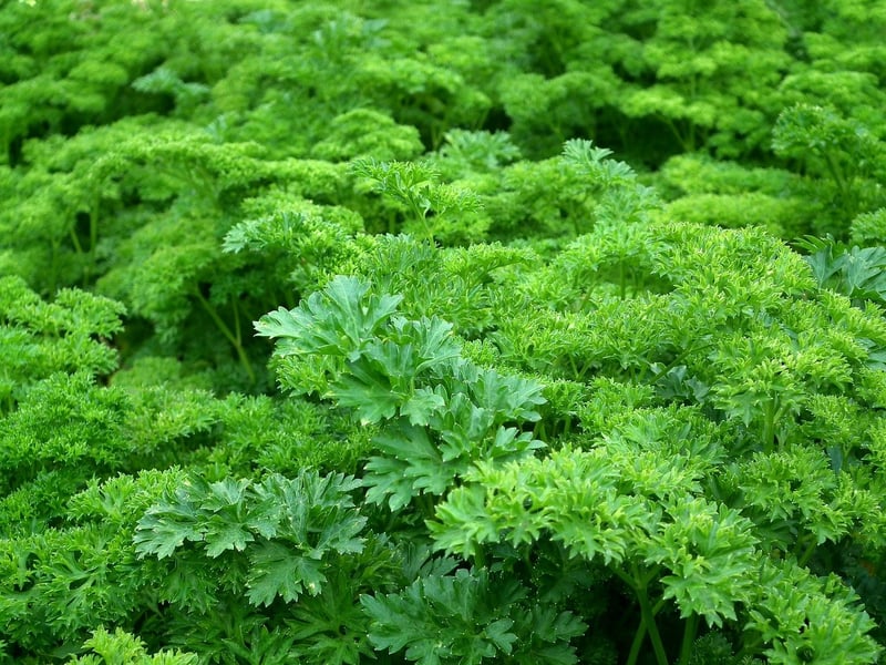Edible Garden